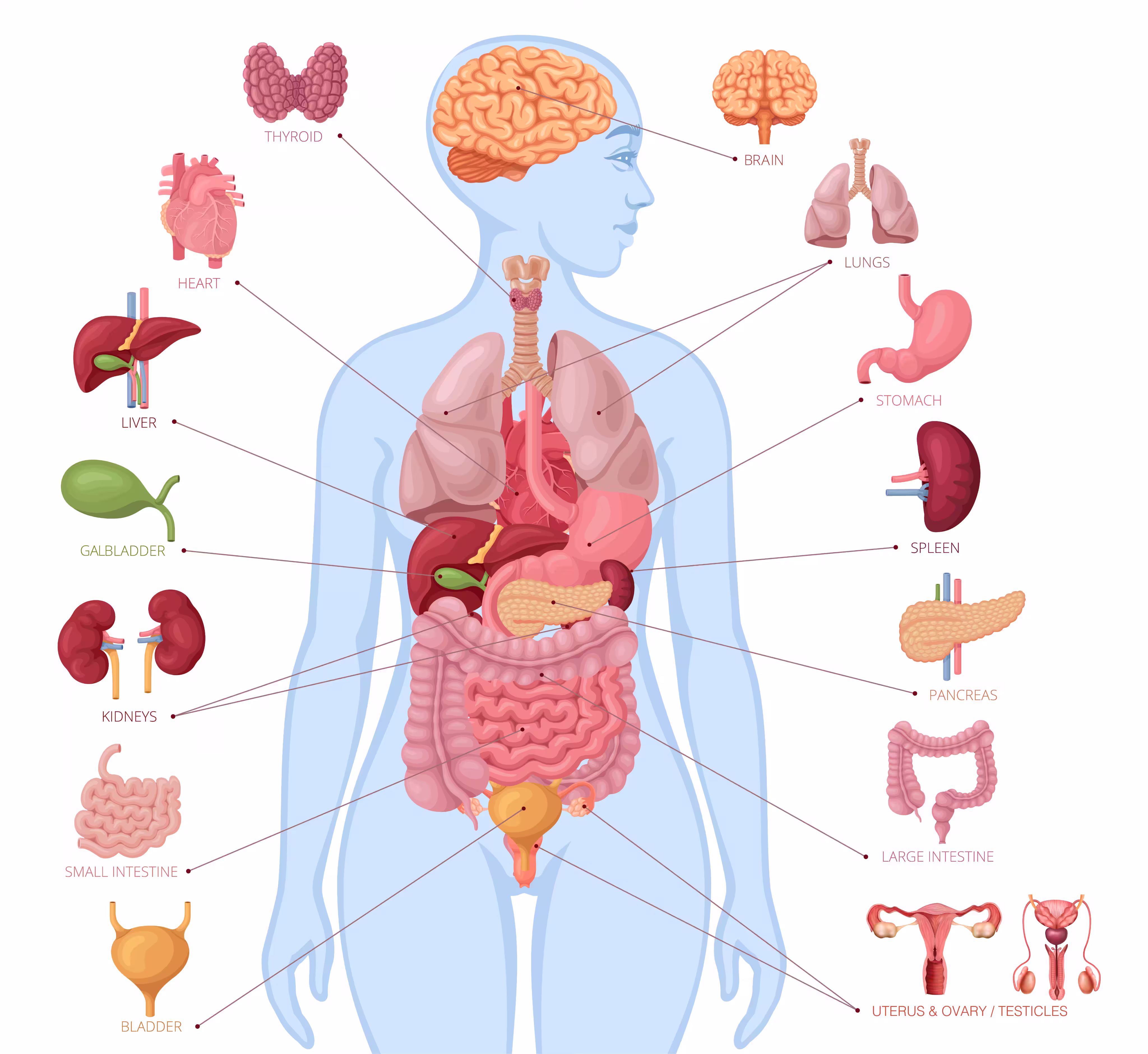 Diagram showing how environmental toxins affect different organs in the human body